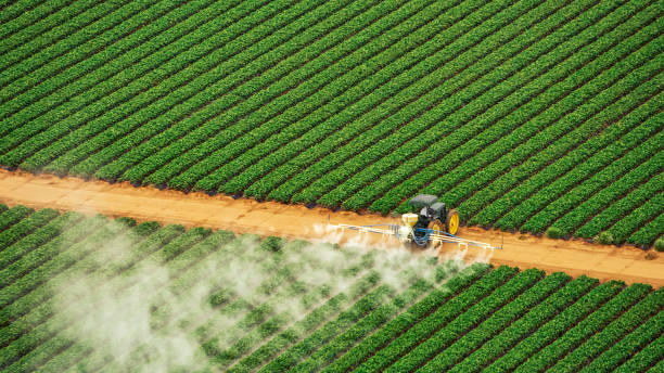 Best Termite Control Services  in Craigsville, WV